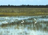 photo of birds in a wetland area