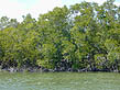 photo of mangroves along water