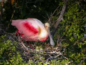 Roseate Spoonbill