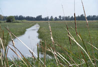 photo of wetlands of Loxahatchee National Wildlife Refuge