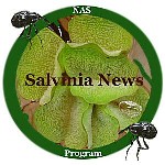 Salvinia News logo