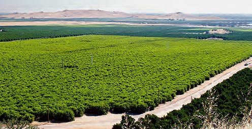 An orchard in California’s Central Valley - story details below