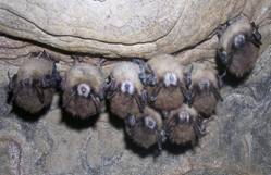Hibernating Indiana bats showing white nose syndrome. Credit: Nancy Heaslip, New York Dept. of Environmental Conservation