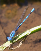 Another dragonfly at Spur Cross