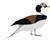 Long-tailed duck clipart