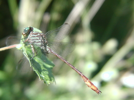 photo of Russet-tipped clubtail (Stylurus plagiatus)