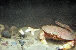 crab on the bay floor