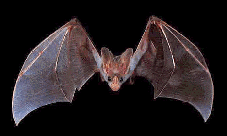 Animation of bat flapping wings