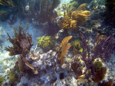 Coral reef Florida Keys- photo by Wayne Davis
