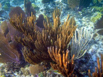 Coral Reef at Key West Flordia - photo by Wayne Davis USEPA