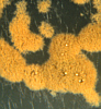 pustules of Trichoderma croceum
