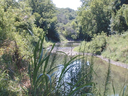 Mill Creek near Shawnee Mission Parkway.