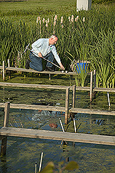 Norm Fausey collects bottom sediments from a constructed wetland located alongside a crop field. Link to photo information