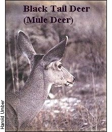 Black Tail Deer (Mule Deer)