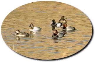 Picture of ducks on water.