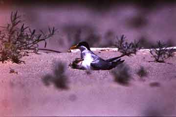 nesting tern