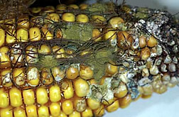 El moho Aspergillus en el maíz.