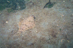 image - flat, camoflaged fish skimming water bottom