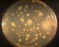 Agar used to grow bacteria. (photo credit: Christina Kellogg) - click to enlarge