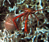 Corals and crab. (photo credit: Christina Kellogg) - click to enlarge