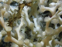 Close-up image of Lophelia pertusa. - (photo credit: USGS DISCOVRE Expedition) - click to enlarge