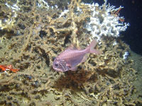 Several fish species, such as this roughy relative, Hoplostethus, stay in close contact with the deep coral environment. - (photo credit: USGS DISCOVRE Expedition) - click to enlarge