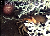 The squat lobster, Eumunida picta, sits upon a deep-water crab (Chaceon spp.), while the sea urchin (Echinus tylodes) approaches from the left. - (photo credit: Open-File Report 2008-1148 & OCS Study MMS 2008-015) - click to enlarge