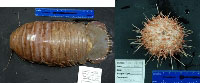 A few of our samples: left, the deep-sea isopod; right, a sea urchin common to coral habitat. - (photo credit: USGS DISCOVRE Expedition) - click to enlarge
