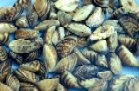 Zebra Mussels - click to enlarge