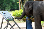 Photo: Elephant painting