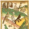 Thumbnail image of Konrad von Megenberg's "Buch der Natur" (Augsburg, 1481)