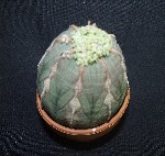 Euphorbia obesa