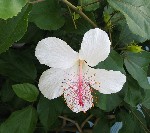 Hibiscus waimeae