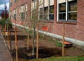 Newly-planted trees on the south side of James John Elementary School in Portland