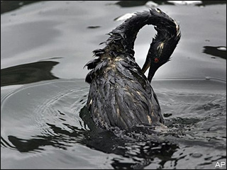 Bay Area Oil Spill