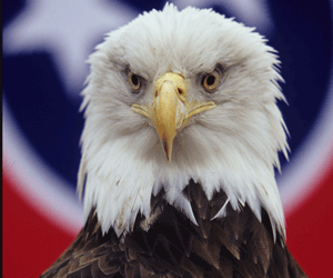 Bald Eagle in front of Tennessee state flag, Reelfoot Lake, Tiptonville, Tennessee