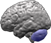 pic of brain