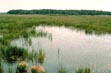 This Pennsylvania wetland buffer on pastureland removes sediment, organic matter, nutrients, pesticides, and other pollutants from surface runoff and subsurface flow. In addition to protecting water quality, marginal pastureland wetland buffers can provide valuable cover, nest sites, nectar and pollen for pollinating insects, and food for wildlife. NRCS image. Text by Pennsylvania Game Commission.