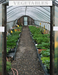 Lettuces Mixed Leaves Tomatoes Cucumbers Image