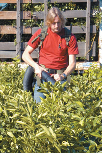 Daniel Arena, a state pest control specialist, uses a backpack vacuum to check for Asian citrus psyllids at a San Diego County nursery.   Asian citrus psyllids can carry a disease that causes mottling damage to foliage and renders fruit inedible.