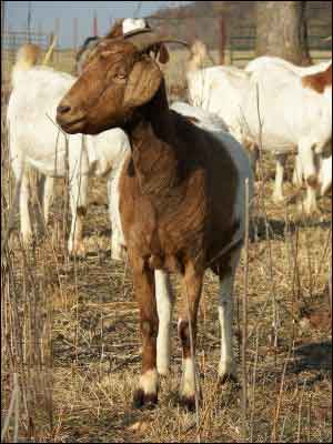 A meat-type female goat