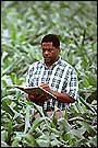 A soil scientist monitors corn growth