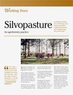 Working Trees: Silvopasture