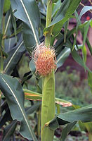 Ears of corn