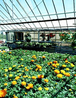 Greenhouse