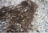 Compost beneath wood chips