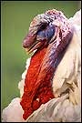 Close-up of the head of a large white male turkey