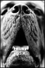 Close up of a dog's nose and open mouth