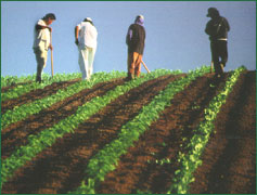 Workers in Field