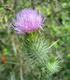 Bull thistle